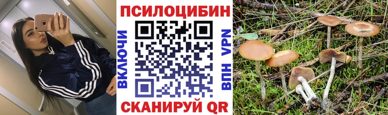 гидра ONION Жирновск Псилоцибиновые грибы Psilocybe